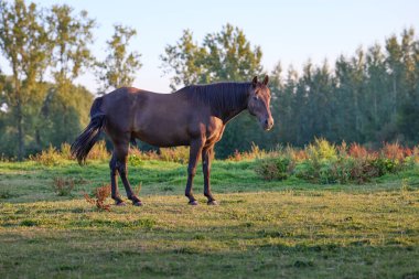 Güzel kahverengi bir at gün batımında otlakta huzur içinde duruyor. Sıcak, altın ışık, arka planda ağaçlar olan sakin ve kırsal bir ortamda görkemli bir hayvanı aydınlatır..
