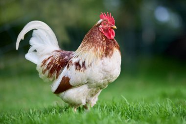 Beyaz ve kahverengi tüylü yakışıklı bir horoz yeşil çimen tarlasında duruyor. Erkek tavuk, yani horoz, profilde gösteriliyor, kırmızı tarağını ve gururlu duruşunu vurguluyor..