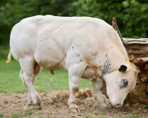 Beyaz ve gri benekli kürklü güçlü bir Belçika Mavi boğası açık havada, büyük bir kütüğün yanındaki zemini kokluyor..