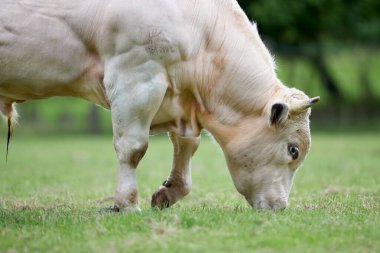Güçlü, kaslı bir Belçika Mavi boğası çayırdaki yemyeşil çimlerde otluyor. Yakın çekim hayvanın tanımlanmış kaslarına odaklanır..
