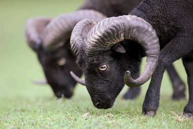 Etkileyici kıvrımlı boynuzları olan iki siyah ouessant koç yemyeşil çimlerde otluyor. Detaylı, düşük açılı çekim, bir hayvanın güçlü kafasına ve boynuzlarına odaklanarak, onun görkemli varlığını vurgular..