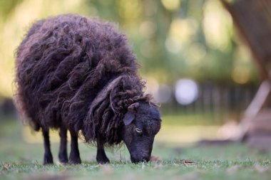 Kalın, tüylü, tüylü, tüylü bir koyun yeşil bir çimenlikte huzur içinde otluyor. Yumuşak, odak dışı arka plan bu büyüleyici miras türünün sakin ve kırsal bir portresini oluşturuyor..