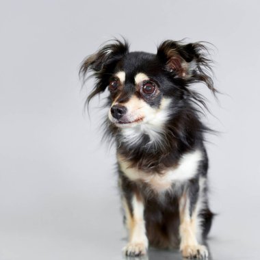 Küçük, uzun saçlı bir Chihuahua karışımının sevimli stüdyo portresi. Üç renkli köpek temiz gri bir arkaplan üzerinde oturur, tetikte ve meraklı bir ifadeyle başka yere bakar..