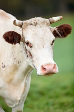 Yüzünde kahverengi benekler olan güzel boynuzlu bir ineğin yakın plan portresi. Hayvan yemyeşil bir çayırda duruyor, tarımı ve kırsal yaşamı temsil ediyor..