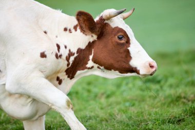 Yeşillik bir tarlada küçük boynuzları olan kırmızı ve beyaz bir ineğin detaylı görüntüsü. Sığır hareket halinde, doğal ortamında bir çiftlik hayvanının dinamik bir portresini oluşturuyor..