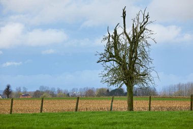 Tarlada tek bir ağaç resmi, önünde bir çit ve bulutlu bir gökyüzü var..
