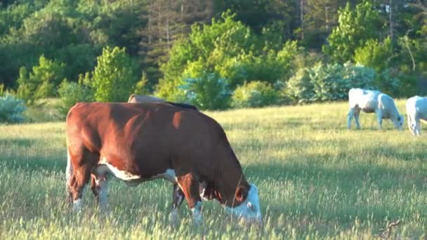 Αγέλη Αγελάδων Βόσκουν Πράσινο Λιβάδι Στη Σουηδία Υψηλής Ποιότητας Πλάνα — Αρχείο Βίντεο