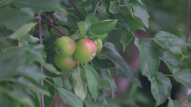 Kırmızı elmalı elma ağacının dalını kapat. Rüzgarda sallanan bir dalda kırmızı elmalar. Elmaya seçici odaklanma. Yüksek kalite 4k görüntü