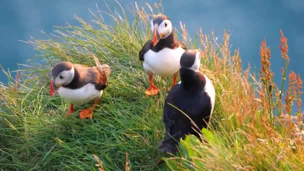 Атлантические Пафффины Наслаждаются Прекрасным Весенним Закатом Лангане Северной Исландии Сидя — стоковое видео