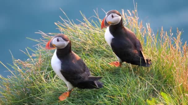 在冰岛北部的兰加奈斯半岛上 大西洋海雀们坐在绿草之上 享受着美丽的春日落日 — 图库视频影像