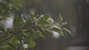 Bahar yağmurunun altında elma ağacı yaprakları ve çiçekleri. Yüksek kalite 4k görüntü