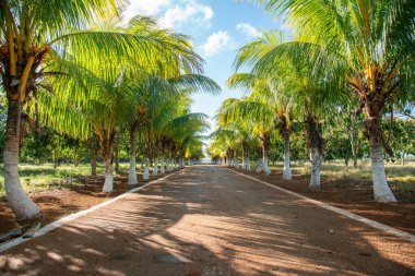 Küba 'nın her iki tarafında palmiye ağaçları olan taşra çakıl yolu görüntüsü
