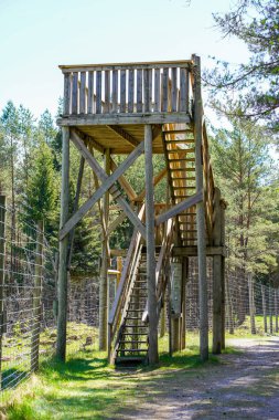 Ormandaki ahşap kuş gözlem kulesi görüntüsü.