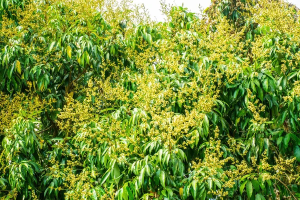 Pólen Lichia Pomar Sapindaceae Lychee Árvore — Fotografia de Stock