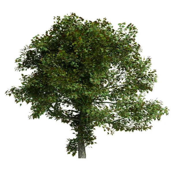 Ahornbaum Der Vom Hintergrund Isoliert Werden Kann Clipping Pfad Kann — Stockfoto