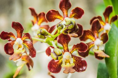 Kırmızı orkide çiçeği arkaplan resmi. Yaz. Güzel dal kırmızı orkide.