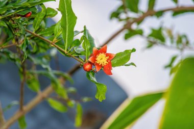 Nar ağacından portakal çiçekleri (Punica granatum L). Yakından nar ağacı