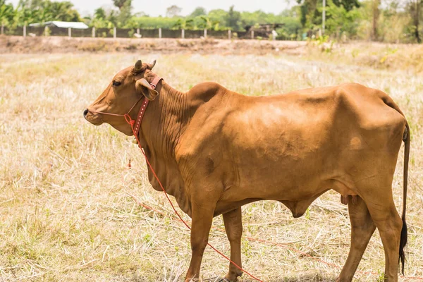 stock image Brown Thai cows are grazing on the ground..a brown cow close up with a blurred background.adult female cow