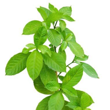 beyaz arkaplanda izole edilmiş yeşil ağaç