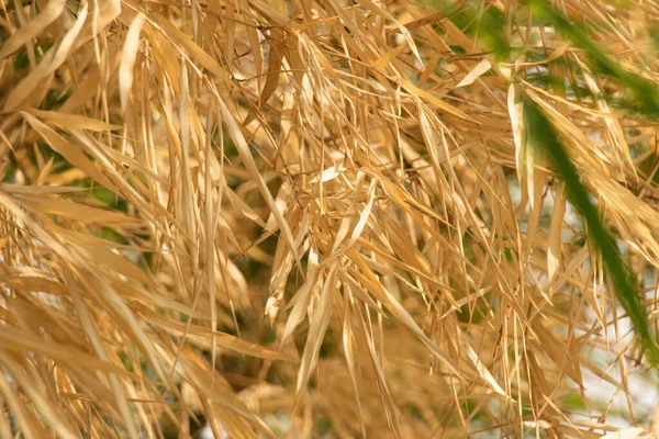 Sarı bambu yaprakları bokeh resmi. Sarı bambu yapraklarının arka plan resmi.