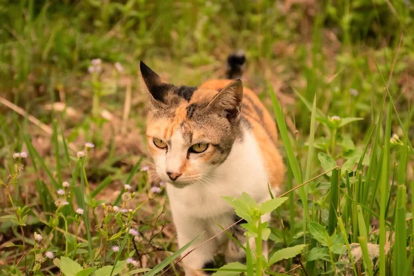 오렌지 고양이 풀밭을 — 스톡 사진
