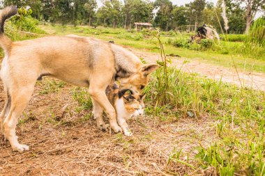 Sevimli kedi ve köpek birlikte oynuyorlar. En iyi arkadaşlar dışarıda oynuyorlar. Kedi ve köpek çimenlerde oynuyorlar.