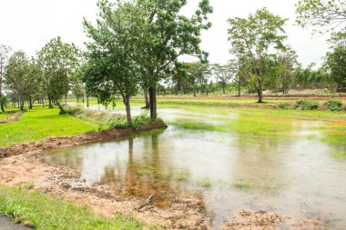 Su basmış pirinç tarlaları göller gibi. Su basmış pirinç tarlaları. Gün doğumunda ve sel baskınında tarlalar.