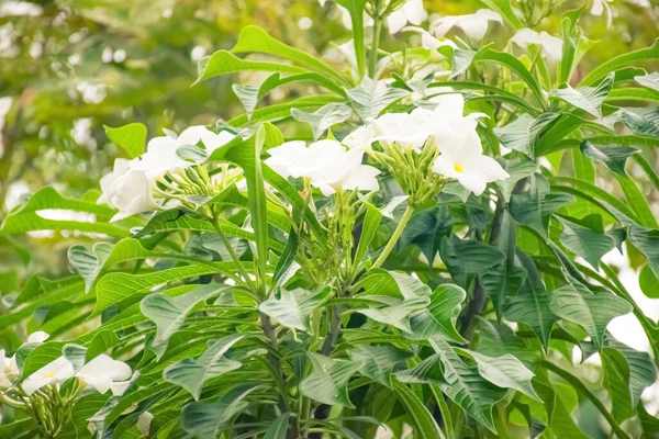 Fundo Flores Brancas Folhas Verde Flores Brancas Folhas Verdes Fundo — Fotografia de Stock