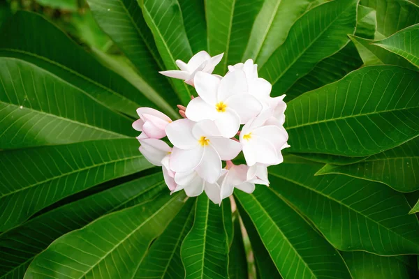 Kwiat Plumerii Różowy Żółty Biały Frangipani Tropikalna Flora — Zdjęcie stockowe
