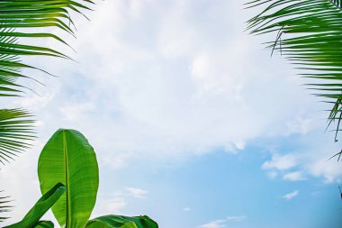 Gökyüzüne karşı Hindistan cevizi yapraklarından oluşan palmiye ağaçları