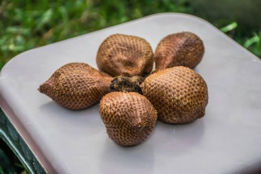 Doğada palmthorn veya yılan meyvesi