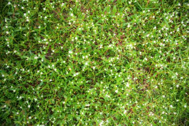 yeşil çimen üst görünümü, soyut doğa alan arkaplanı