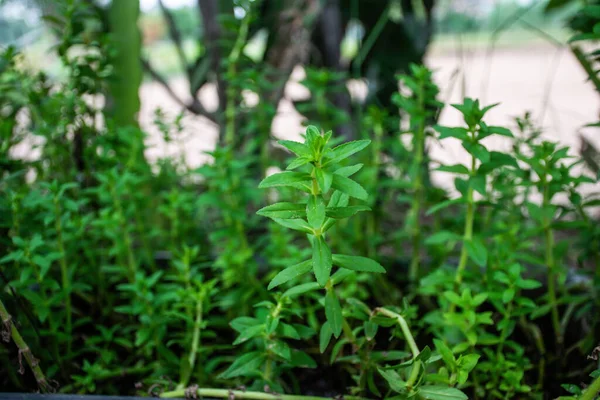 Limnophila Aromatica Folhas Verdes Vegetal — Fotografia de Stock