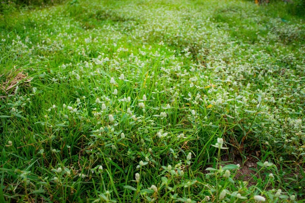 Зеленая Трава Вид Сверху Абстрактный Фон Поля Природы — стоковое фото