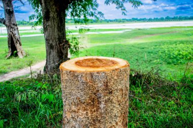 Ahşap ürün, yeşil doğa bahçesi arka planına sahip podyum sergiliyor. Tropikal ormanda ürün için yuvarlak ahşap podyum.