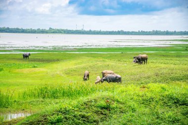 Yeşil çayır ve gölet mavi bulutlu gökyüzü. Çimen nehri gökyüzü.