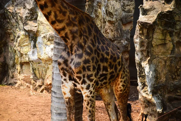 Tall Giraffe Zoo Head Giraffe Zoo — Stock Photo, Image