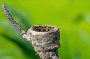 Yeşil arka planda güzel bir kuş yuvası. Boş kuş yuvası.