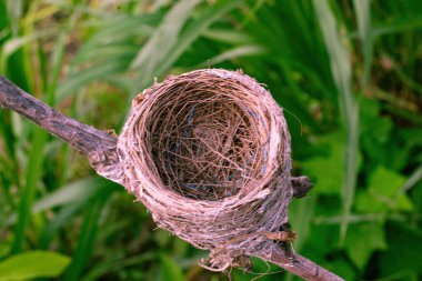 Yeşil arka planda güzel bir kuş yuvası. Boş kuş yuvası.