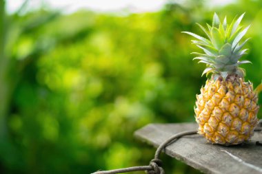Yeşil arka planda ananas