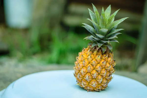 stock image pineapple in green nature background