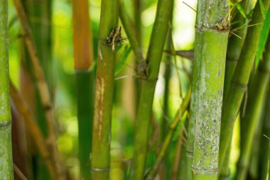 Yeşil bambu temiz arka plan. Yeşil bambu arka plan.