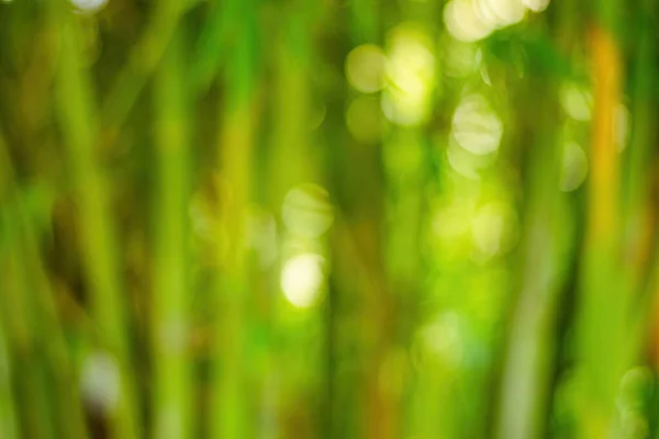 Yeşil Bambu Bulanıklığı Taze Hava Arkaplanı — Stok fotoğraf