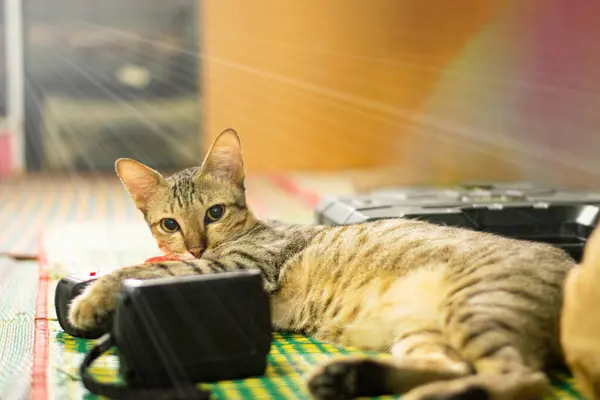 Gatto Marrone Strisce Guardando Lateralmente Gatto Tavolo Che Dorme Sul — Foto Stock