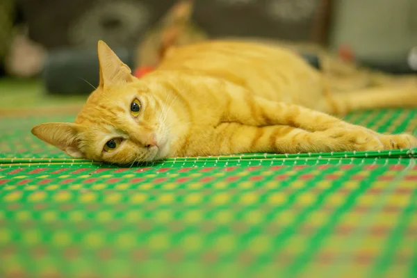 Relaxing evening cat.lazy orange cat.Orange Tabby cat.Happy sleeping ginger cat