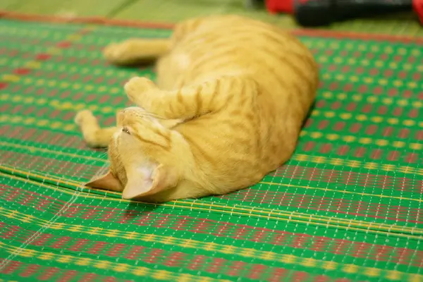 Relaxing evening cat.lazy orange cat.Orange Tabby cat.Happy sleeping ginger cat