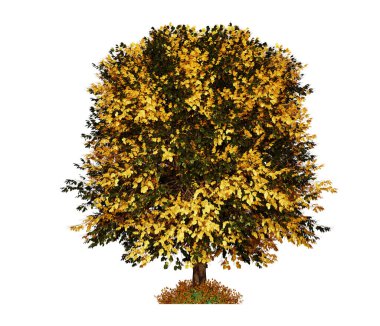 Beyaz arkaplanda 3 boyutlu izole edilmiş kırmızı ağaç