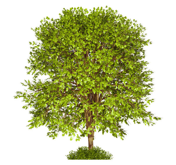 3D green Trees Isolated on white Background