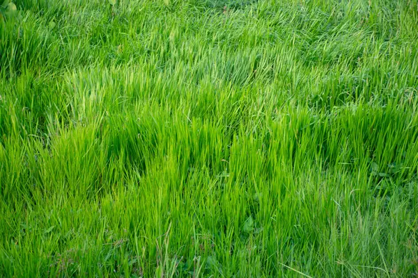 Πλούσιο Πράσινο Γρασίδι Φόντο Πράσινο Γρασίδι Υφή Φόντο Φυσικό Πράσινο — Φωτογραφία Αρχείου