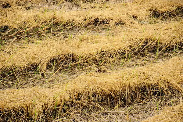 Rice stubble after harvest.Yellow rice plants after harvest.Yellow dry rice straw stubble
